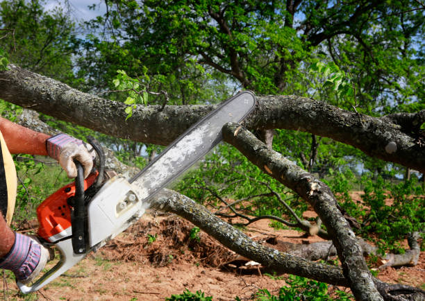 How Our Tree Care Process Works  in  Shady Shores, TX